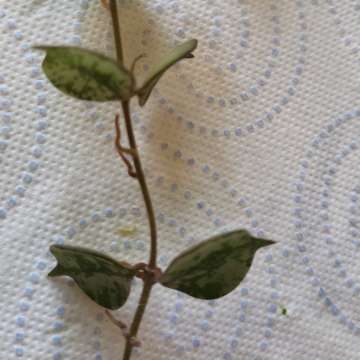 Hoya curtisii
