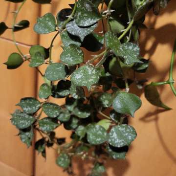 Hoya curtisii