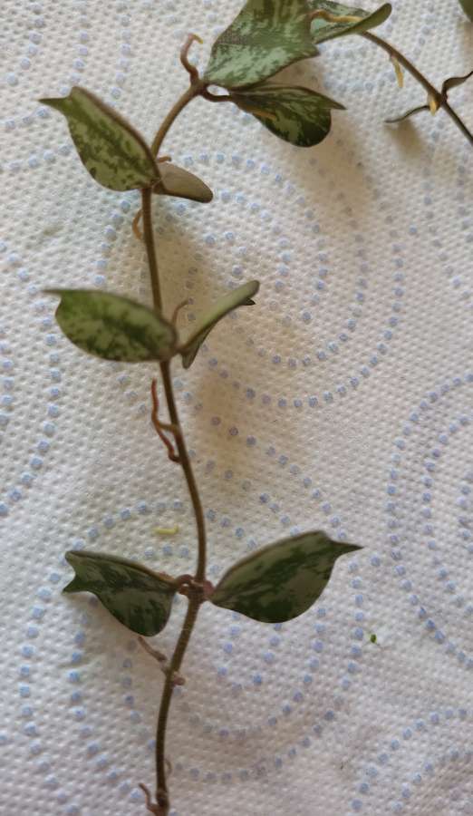 Hoya curtisii 2