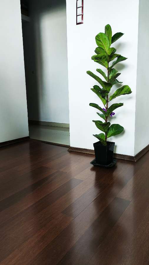 Figowiec dębolistny 'Bambino' (Ficus lyrata 'Bambino') 120 cm 2