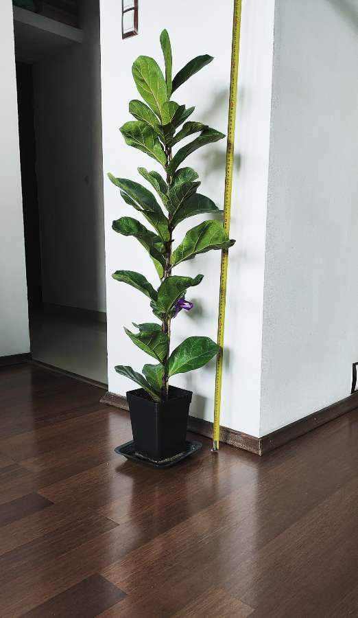 Figowiec dębolistny 'Bambino' (Ficus lyrata 'Bambino') 120 cm 4