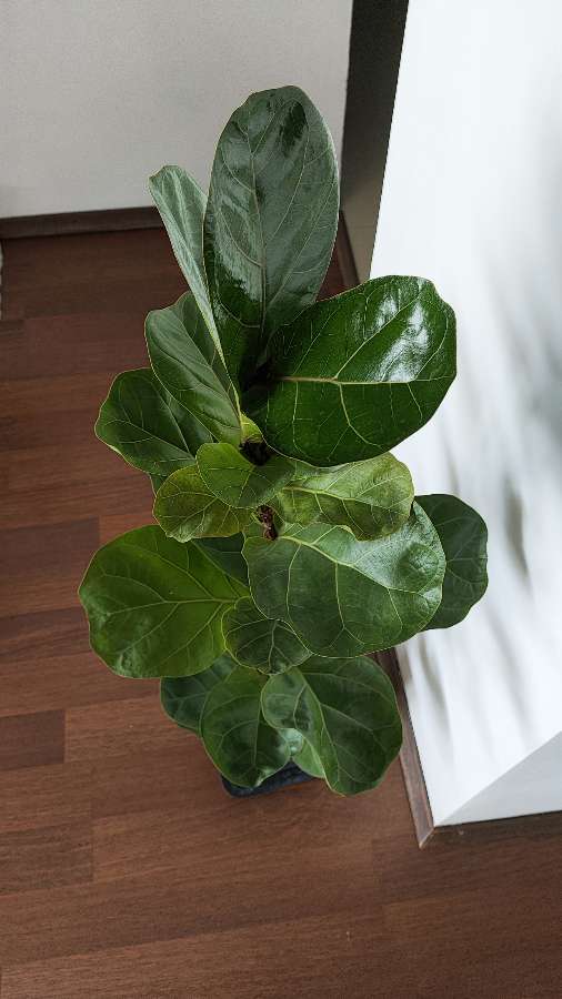 Figowiec dębolistny 'Bambino' (Ficus lyrata 'Bambino') 120 cm 5