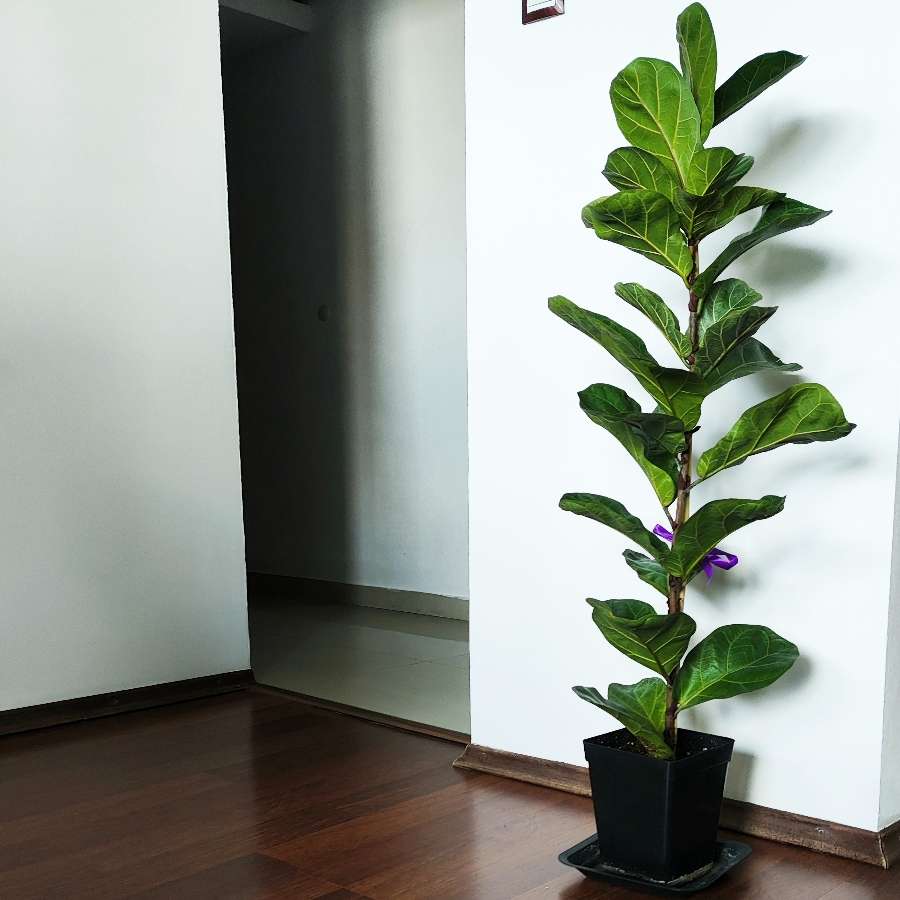 Figowiec dębolistny 'Bambino' (Ficus lyrata 'Bambino') 120 cm