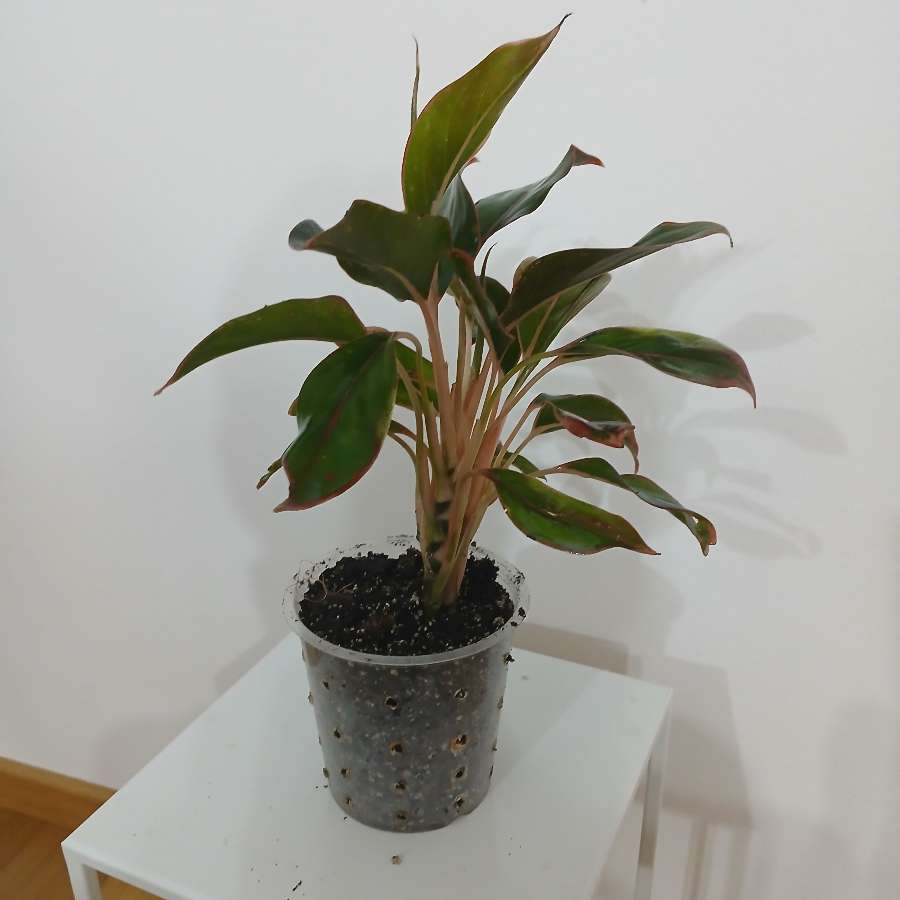 Aglaonema chyba King of Siam