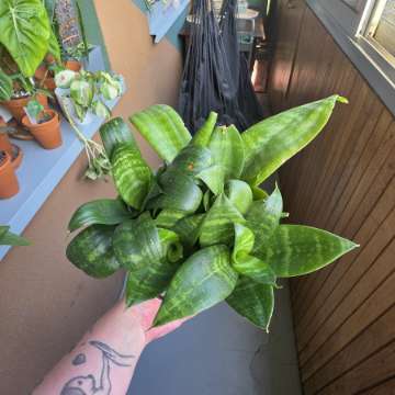 Sansevieria