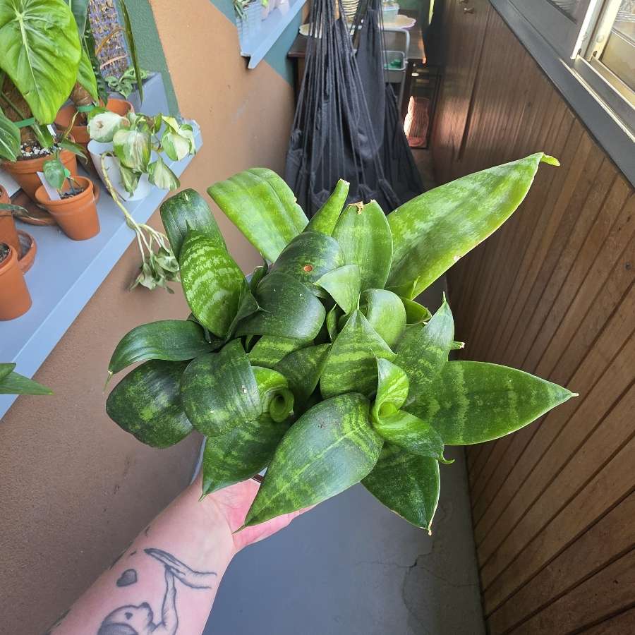 Sansevieria