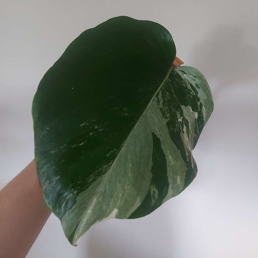 Monstera variegata