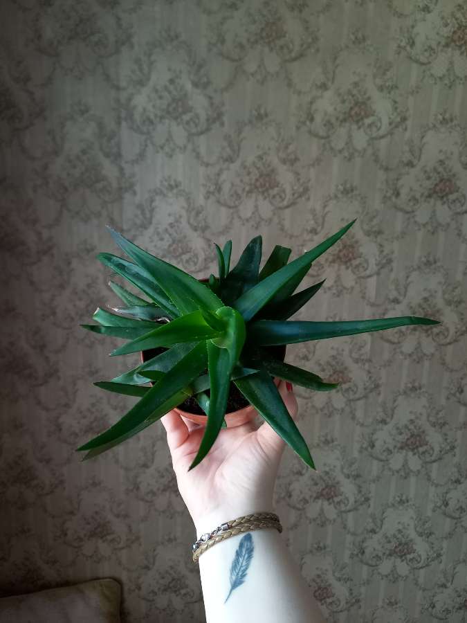 Aloes 3