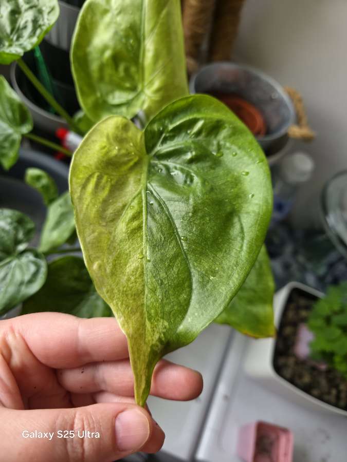 Bulwy alokazji cucullata mint wariegata 3