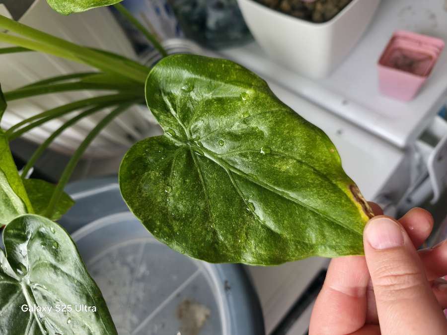 Bulwy alokazji cucullata mint wariegata 5