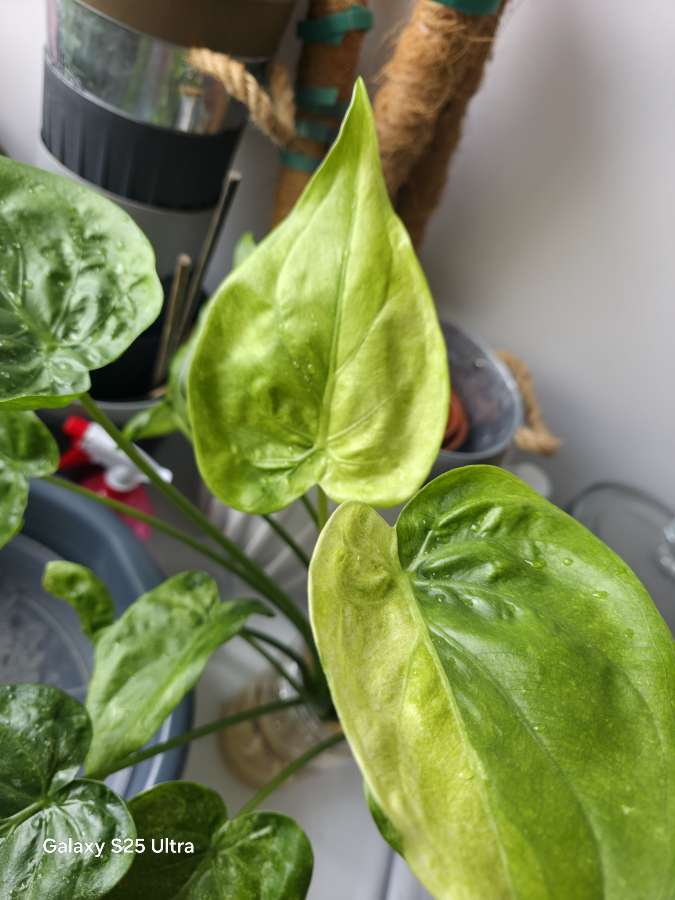 Bulwy alokazji cucullata mint wariegata 2