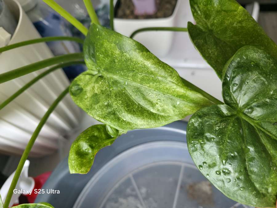 Bulwy alokazji cucullata mint wariegata 4