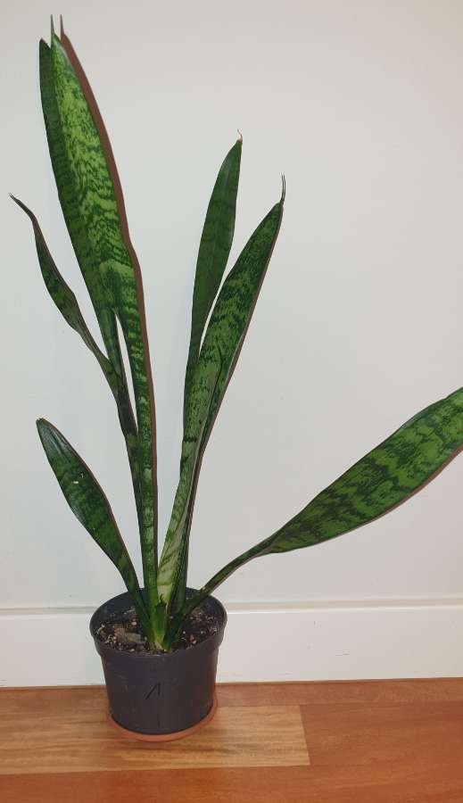 Sansewieria wysoka, wężownica 65cm 2