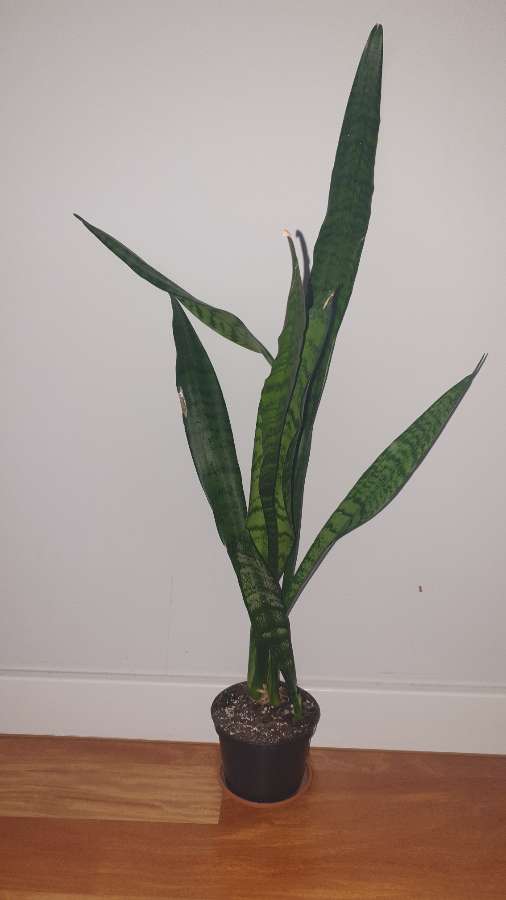 Sansewieria wysoka, wężownica wysokość 76cm 2