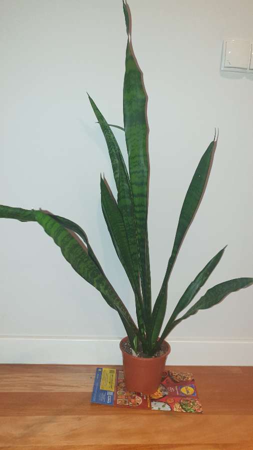 Sansewieria wysoka, wężownica wysokość 90cm 4