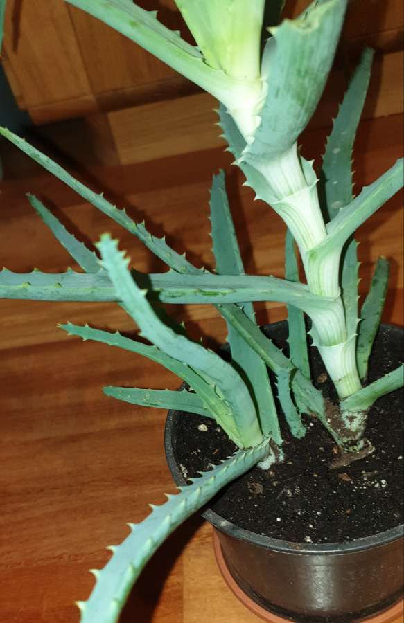 Duży aloes 5