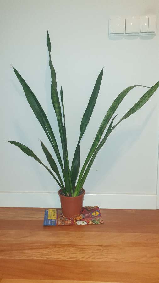 Sansewieria wysoka, wężownica wysokość 90cm 5