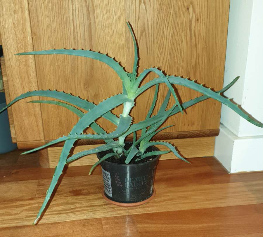 Duży aloes 2