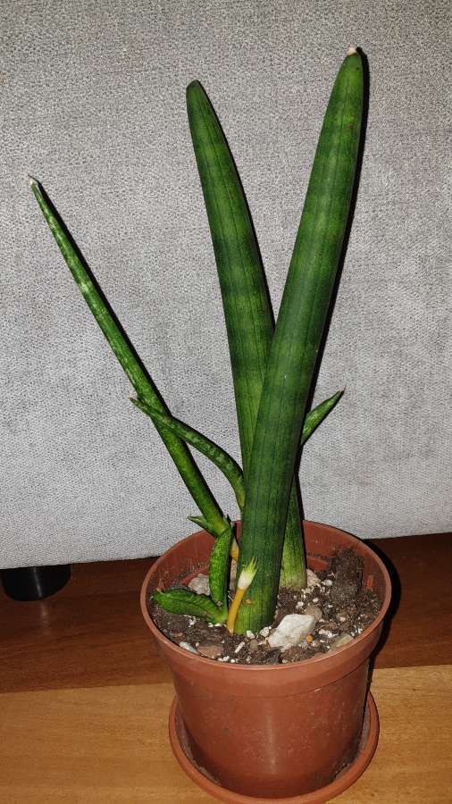 Sansewieria cylindryczna gruba nr 2 3