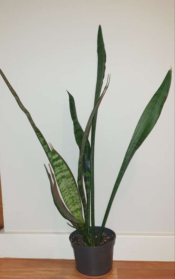 Sansewieria wysoka, wężownica 65cm 3