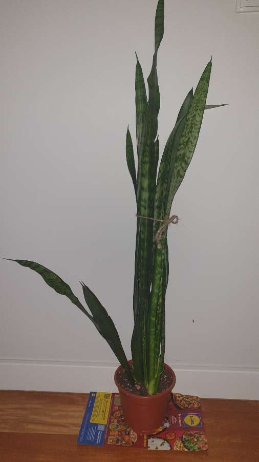Sansewieria wysoka, wężownica wysokość 90cm 2