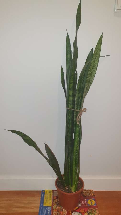 Sansewieria wysoka, wężownica wysokość 90cm 3