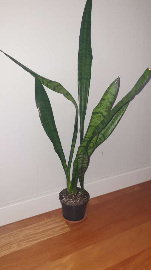 Sansewieria wysoka, wężownica wysokość 76cm 3