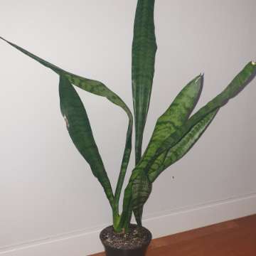 Sansewieria wysoka, wężownica wysokość 76cm