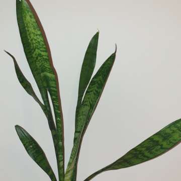 Sansewieria wysoka, wężownica 65cm