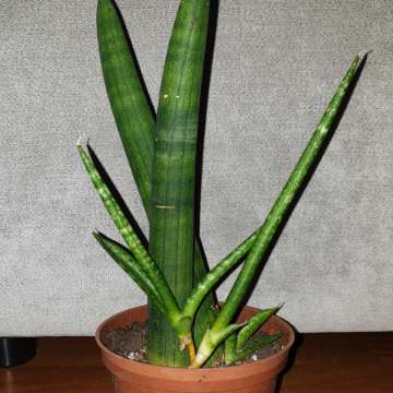 Sansewieria cylindryczna gruba nr 2