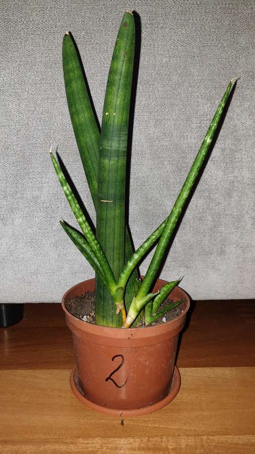 Sansewieria cylindryczna gruba nr 2 2