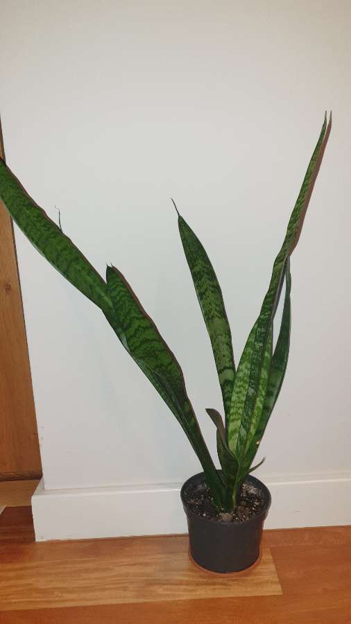 Sansewieria wysoka, wężownica 65cm 4