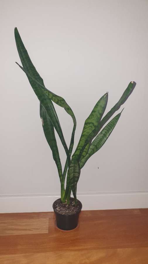 Sansewieria wysoka, wężownica wysokość 76cm 4