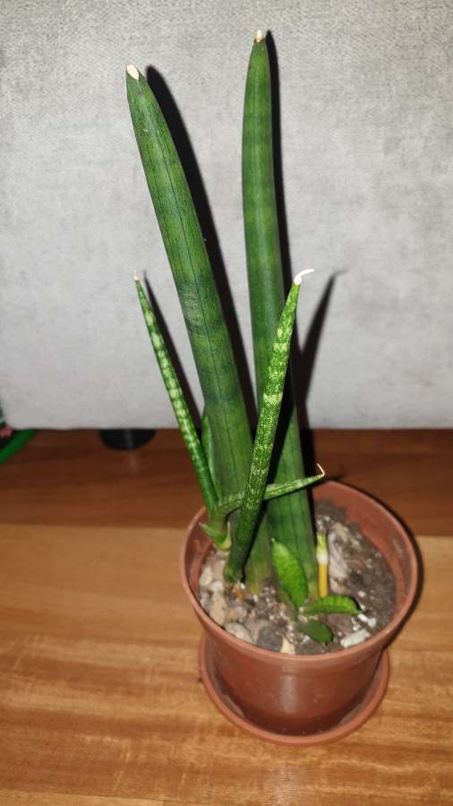Sansewieria cylindryczna gruba nr 2 4