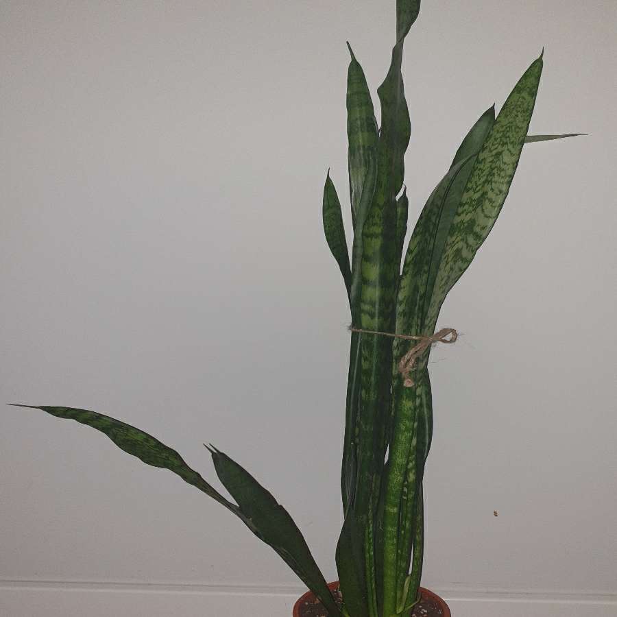 Sansewieria wysoka, wężownica wysokość 90cm
