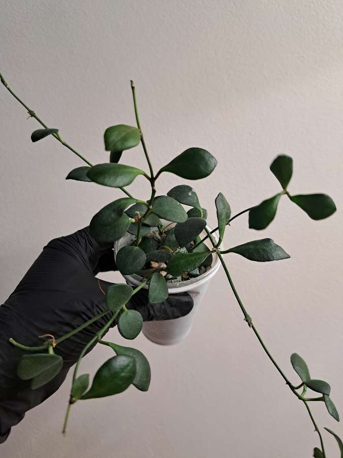 Hoya Carmelae 4