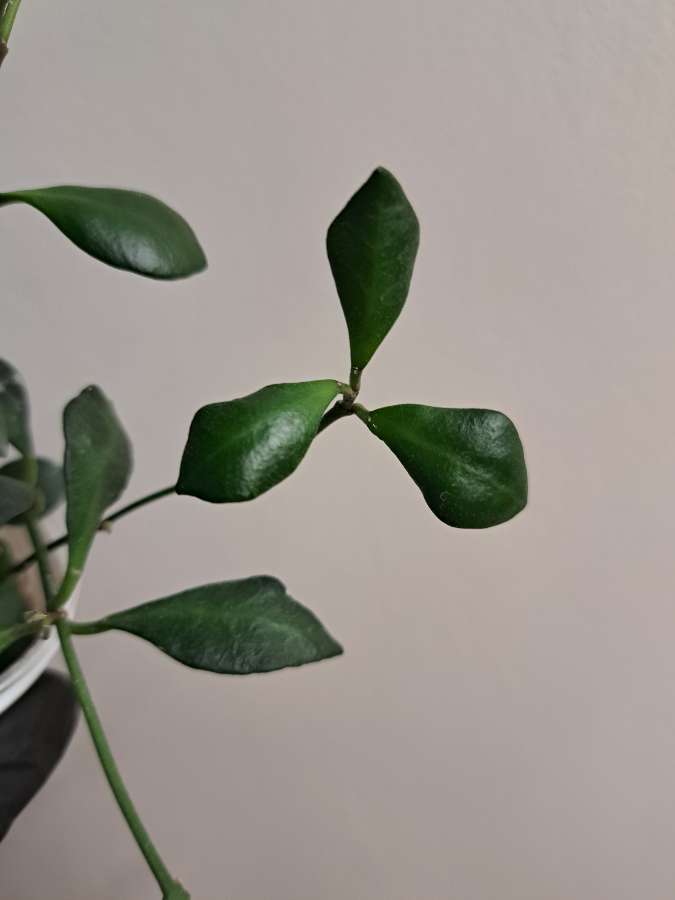Hoya Carmelae 3