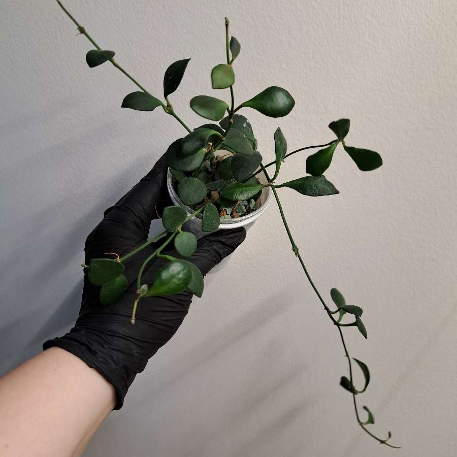 Hoya Carmelae