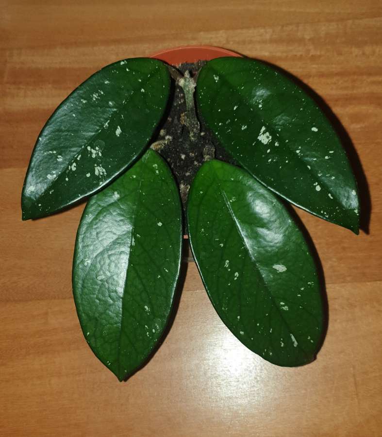 Hoya, roślina rosnąca  3