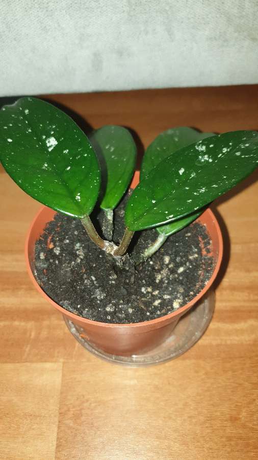 Hoya, roślina rosnąca  2