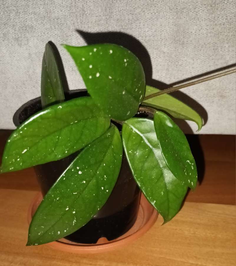 Hoya, nr1  roślina rosnąca  4
