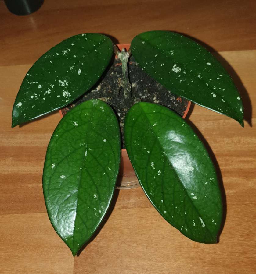 Hoya, roślina rosnąca  4