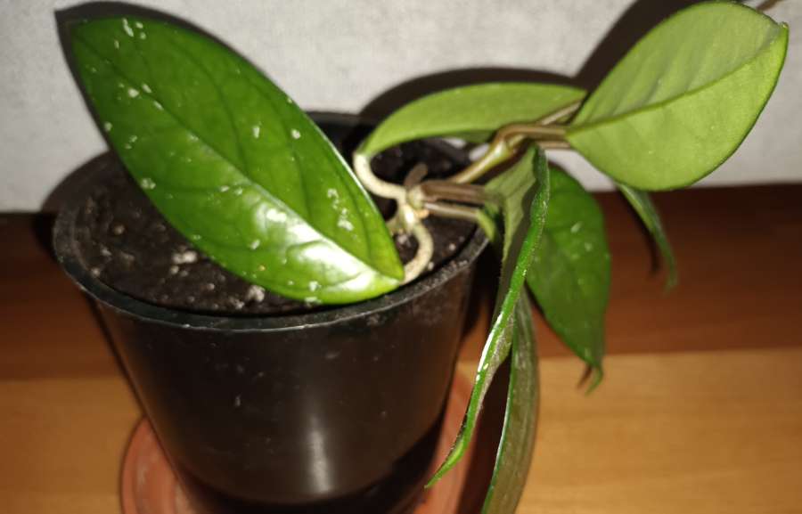 Hoya, nr1  roślina rosnąca  2