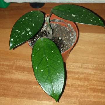 Hoya, roślina rosnąca 