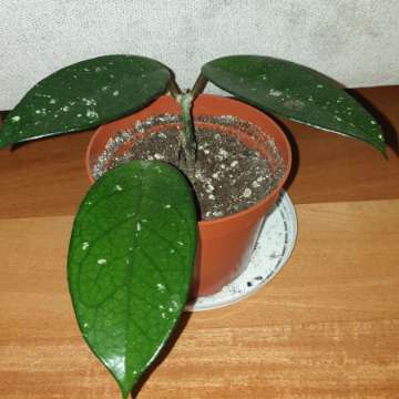 Hoya, roślina rosnąca 