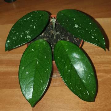 Hoya, roślina rosnąca 