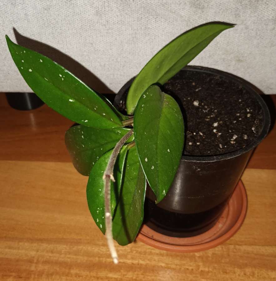 Hoya, nr1  roślina rosnąca  3