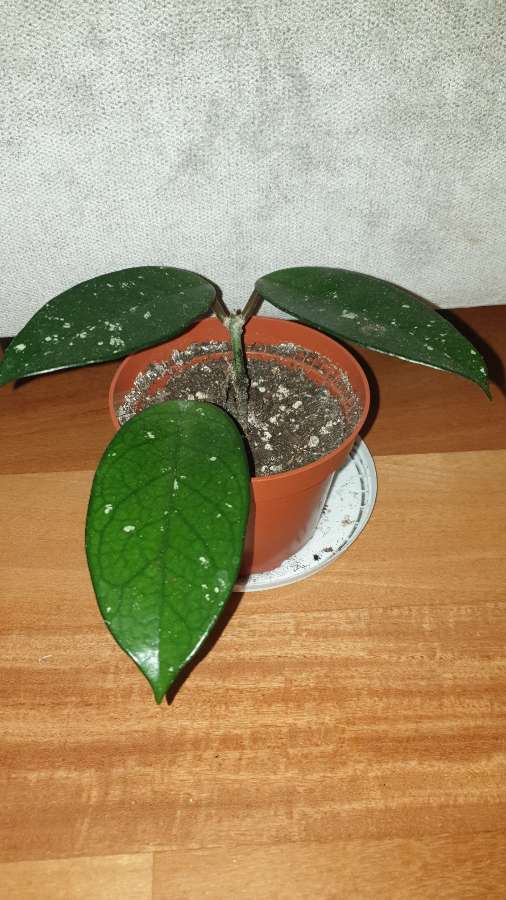 Hoya, roślina rosnąca  2