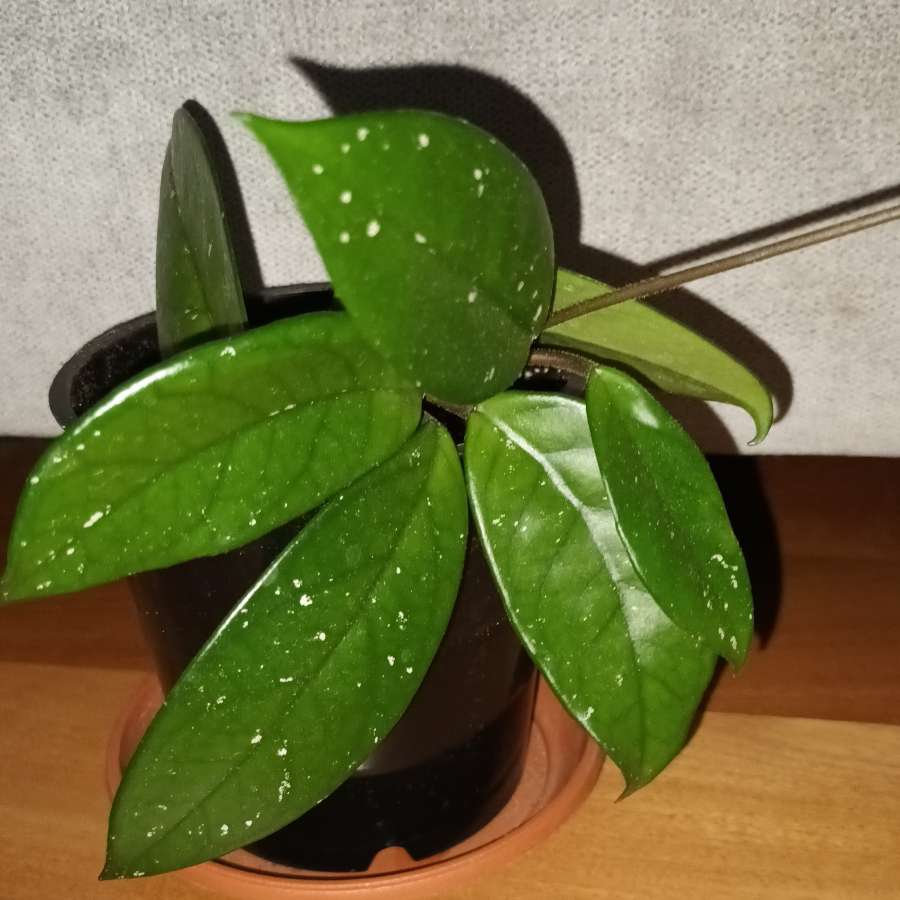 Hoya, nr1  roślina rosnąca 