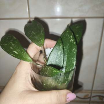 Hoya